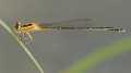 Ischnura senegalensis female-5060